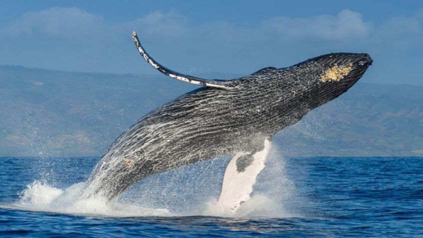 Identifican nacimiento de ballenas jorobadas gemelas; sería el primero en todo el mundo