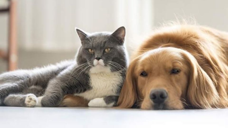 El uso excesivo de los sanitizantes puede afectar de alguna forma tanto a gatos como a perros. Foto: Especial