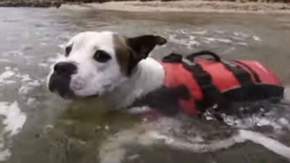 El dueño de Max, Rob Osborn, vio al pequeño en peligro desde la orilla del río. Foto: Captura de pantalla