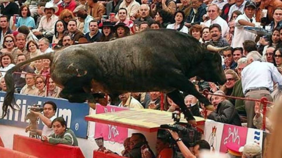 El toro “Pajarito”, No. 167, de 503 kilogramos, el cual le correspondía a Ocampo, salió de la puerta de toriles. Foto: Cortesía Tadeo Alcina