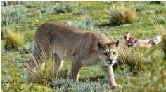 ¡Indignante! Matan en Edomex a especie de Puma en peligro de extinción