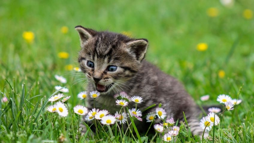 No es broma: existe la droga de los gatos que los vuelve locos