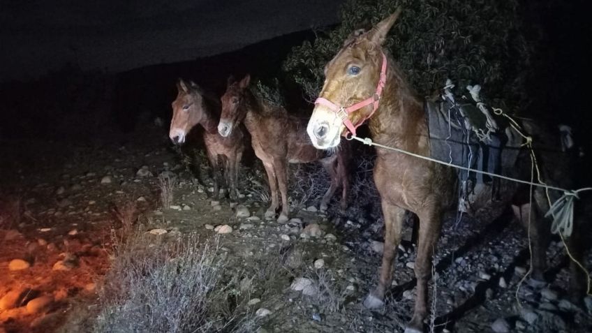 Aseguran militares 400 kilos de marihuana que eran transportados en burros