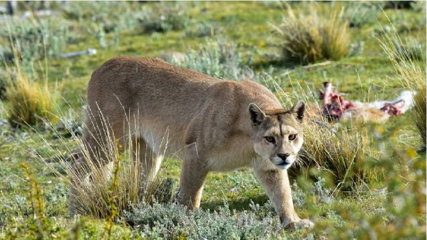 Puma ataca a 2 jóvenes en Tamaulipas; uno de ellos logra matar al felino