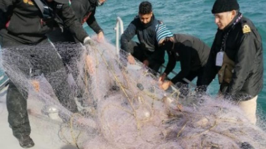 Autoridades Federales rescatan a seis ejemplares de pez totoaba atrapados en red de pesca ilegal