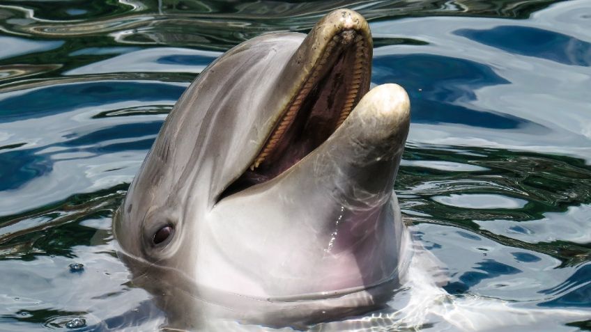 ¡Héroes! Policías RESCATAN a un Delfín 🐬 en las playas de Tamaulipas: VIDEO