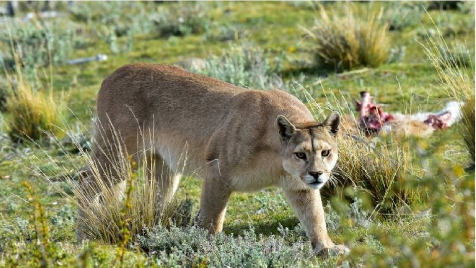 Matan a un felino por comerse el ganado