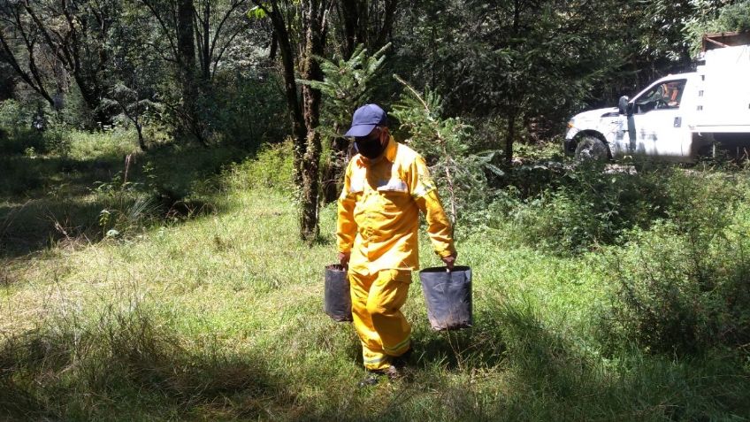 Sedema realiza diversas acciones para proteger suelo de conservación