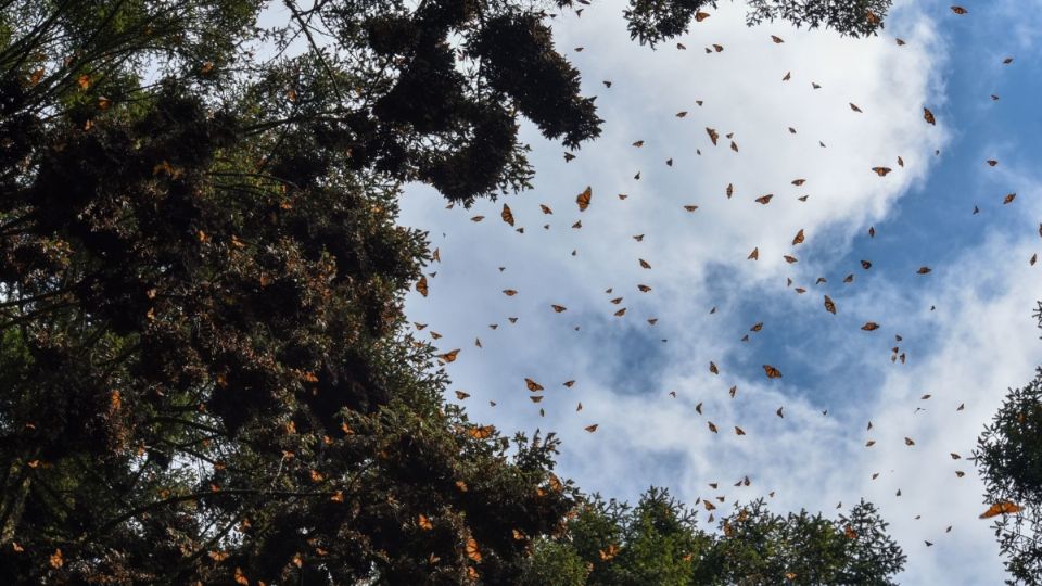 Reportan incendio cerca del santuario de las Mariposas Monarca. Foto: Cuartoscuro