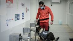 Perros detectan COVID-19 en Francia