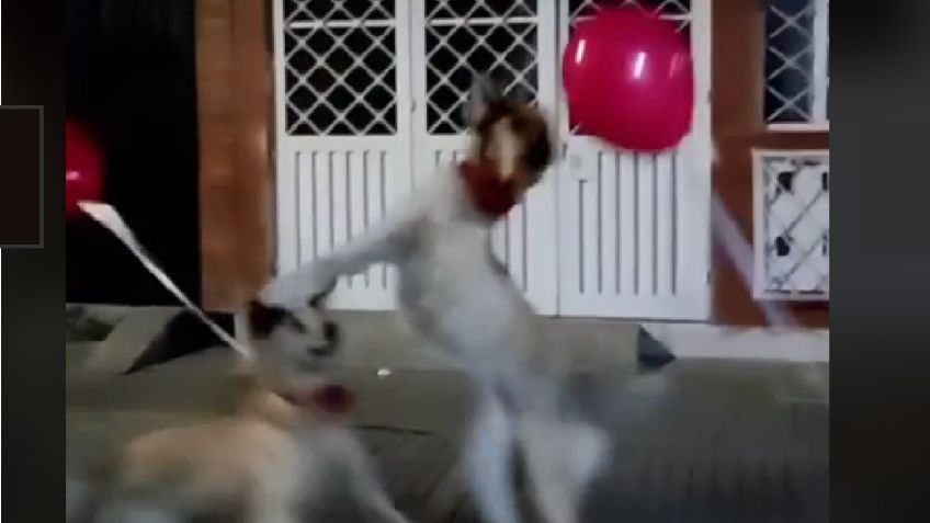 VIDEO VIRAL: Perritos enamoran TikTok al perseguir como locos unos globos amarrados a su cuello