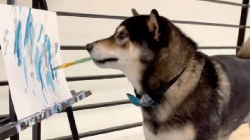 Perrito pintor vende sus OBRAS de arte... ¡Obtiene más de 17 mil dólares!: VIDEO