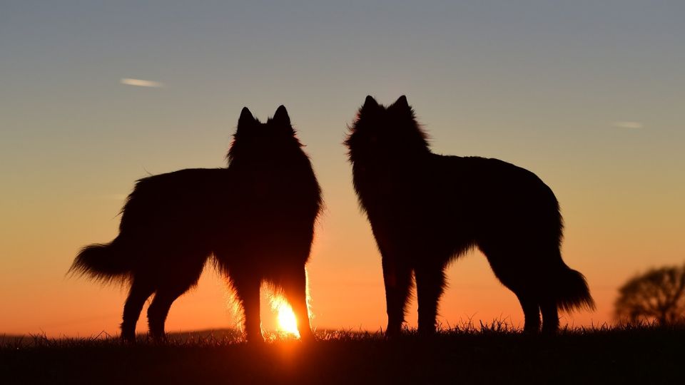 Los perros tienen una eficacia del 95% al detectar el COVID-19, esto tras un entrenamiento.