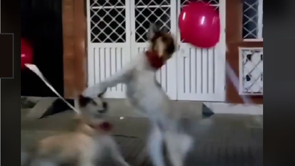 Perritos enamoran TikTok al perseguir unos globos amarrados a sus cuellos 
FOTO: Facebook