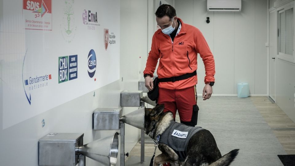 ES FIABLE. Los perros pueden detectar 95 por ciento de los casos. Foto: AFP