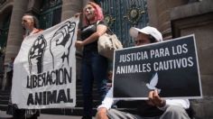 MARCHAS CDMX: Defensores de los animales se manifiestan en el Ángel de la Independencia