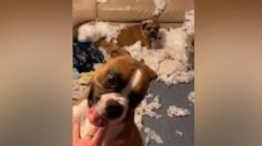 VIDEO VIRAL: ¡Los cacharon! Descubre a sus perros destruyendo sus muebles y su reacción se volvió sensación