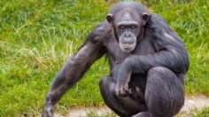 Primer caso de VIH se dio por un soldado hambriento que cazó un chimpancé, asegura microbiólogo