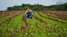 Agiliza Sader vinculación de productores de sorgo con el mercado chino