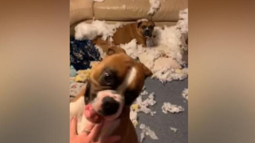 VIDEO VIRAL: ¡Los cacharon! Descubre a sus perros destruyendo sus muebles y su reacción se volvió sensación