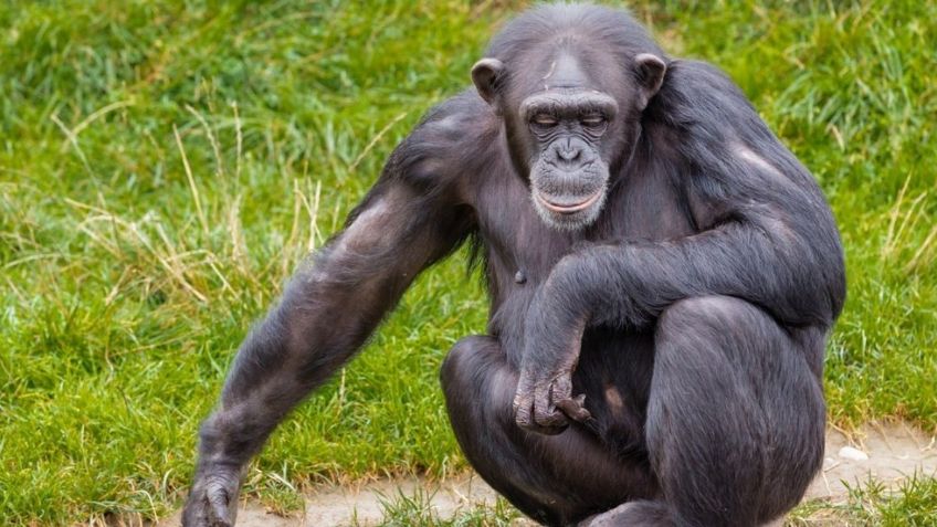 Primer caso de VIH se dio por un soldado hambriento que cazó un chimpancé, asegura microbiólogo