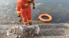 VIDEO VIRAL: Perrito es salvado de morir ahogado en un lago congelado de China