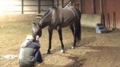 VIDEO VIRAL: Caballo conmueve con su reacción al ver a su dueña llorando