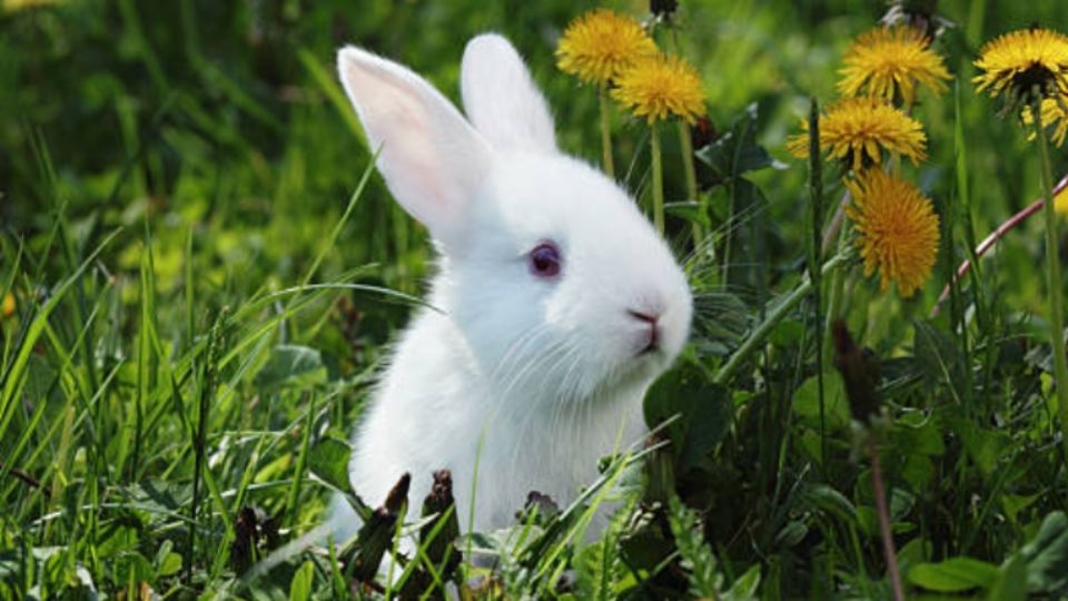 Conejo es rescatado al quedar atorado por sus grandes orejas. Foto: iStock