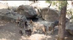 Conciencia por la vida del lobo gris mexicano