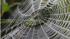 ¡Que miedo! Mujer descubre su auto lleno de telarañas días después de saca una enorme araña de él