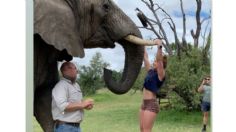 Mujer se cuelga de los colmillos de elefante para hacer CrossFit: VIDEO