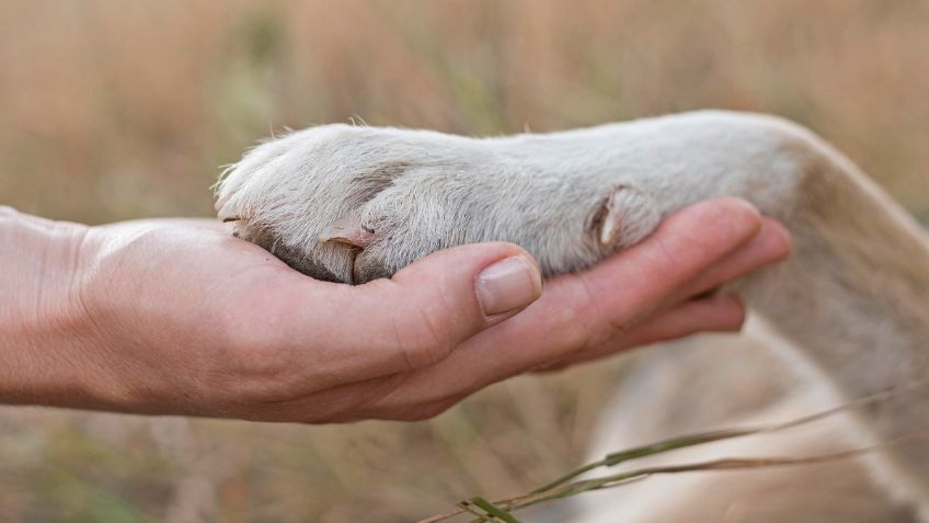 Conoce a “Sarail”, un perro de caza en peligro de extinción: FOTO