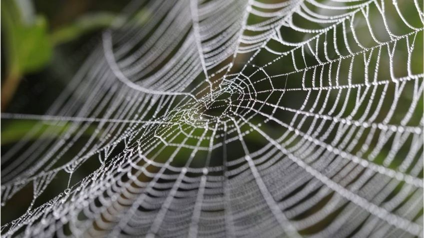 ¡Que miedo! Mujer descubre su auto lleno de telarañas días después de saca una enorme araña de él