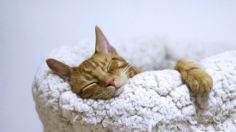 ¿Tu gato duerme sobre tu cabeza? Conoce las razones de este comportamiento