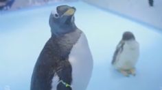 ¡Conoce a Alex! El primer pingüino de su especie nacido en la CDMX