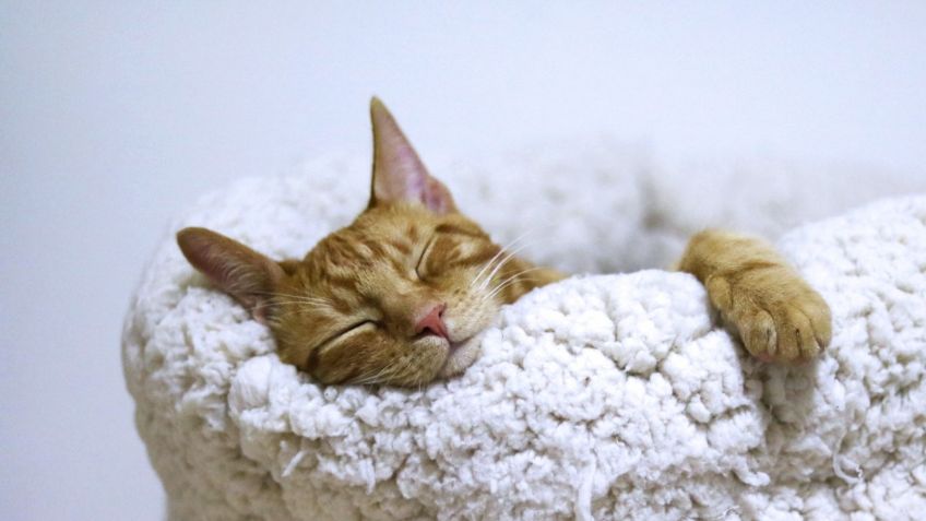 ¿Tu gato duerme sobre tu cabeza? Conoce las razones de este comportamiento