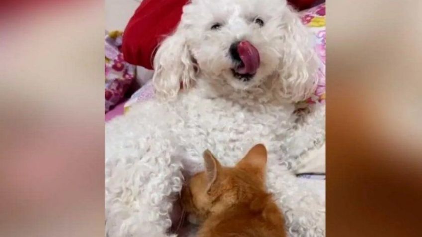 VIDEO VIRAL: ¡Hermoso! Perrita amamanta a gatito huérfano rescatado por su dueña y se hace viral