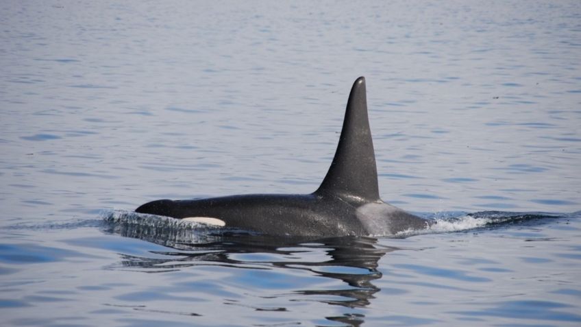 Una foca logra escapar de ballenas asesinas trepando unas rocas: VIDEO