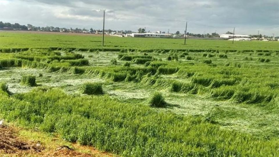 Diversas imágenes compartidas por redes sociales muestran el estado de los cultivos en los que se observan diferentes figuras. FOTO: ESPECIAL