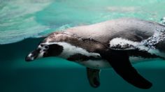 Sigue la presentación en vivo del pingüino, nuevo integrante del Acuario Inbursa