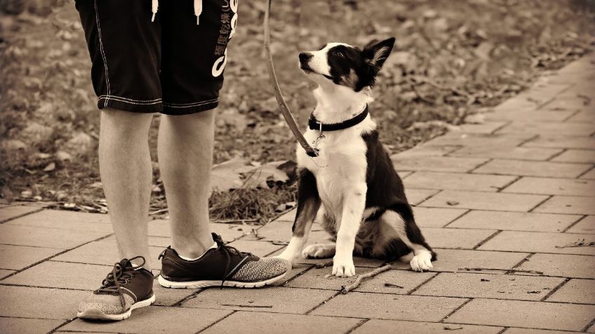 Cuidadores de animales de compañía tendrían apoyos económicos en la CDMX