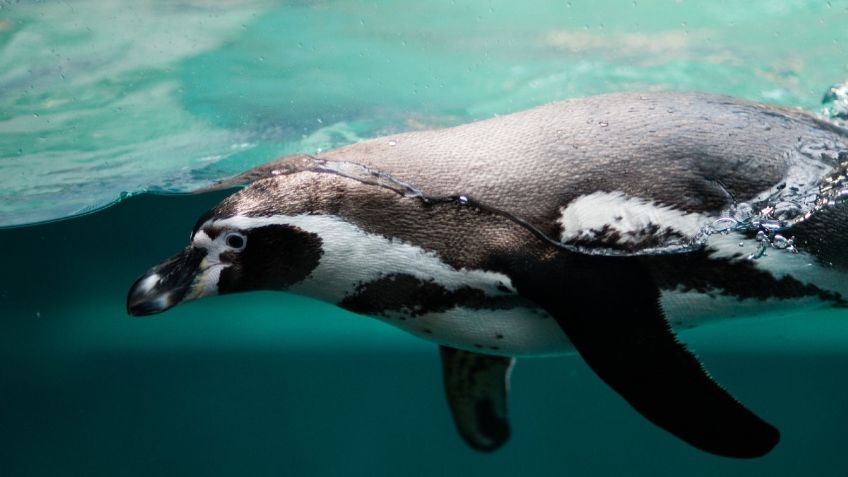 Sigue la presentación en vivo del pingüino, nuevo integrante del Acuario Inbursa