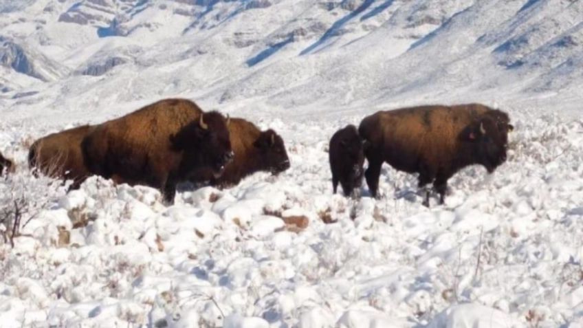 Tras 100 años de ausencia, captan manada de bisontes en Coahuila