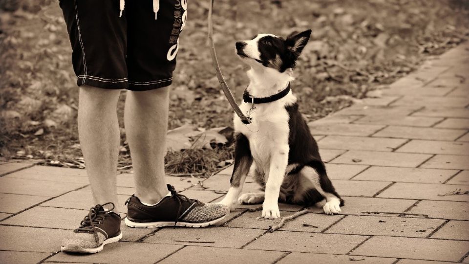 Las mascotas y sus cuidadores tendrían más garantías gracias a esta medida