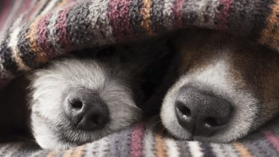 Cuida de tus mascotas como ellos cuidan de ti. FOTO: ESPECIAL