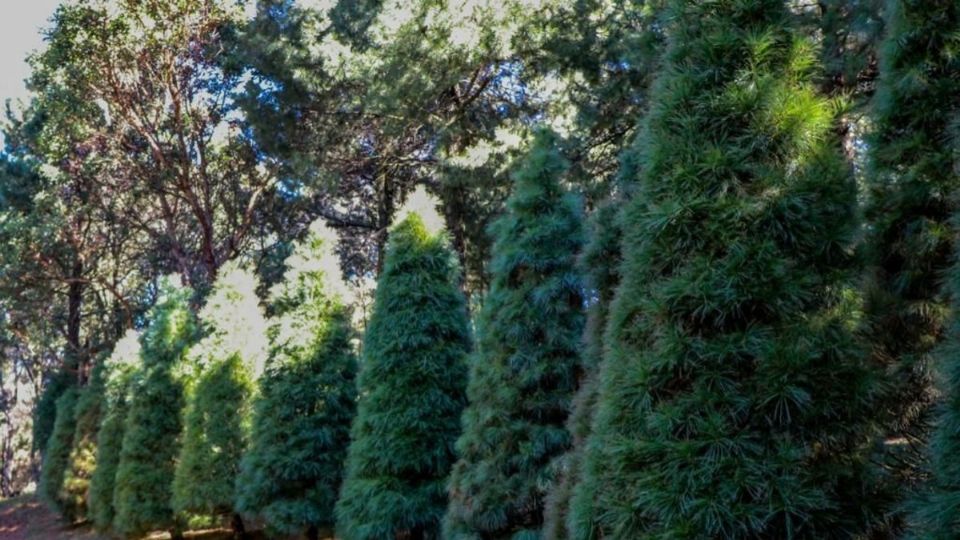 La composta producida será utilizada para mejorar los suelos de plantaciones de árboles Foto: Especial