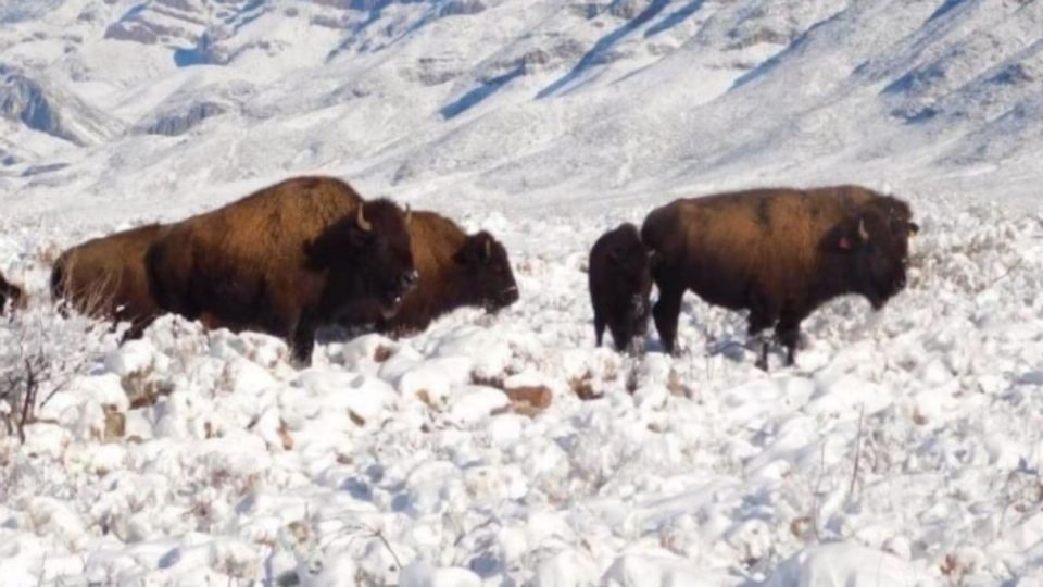 Captan manada de bisonte americano en Coahuila. Foto: Twitter @Mary_Luisa_AG