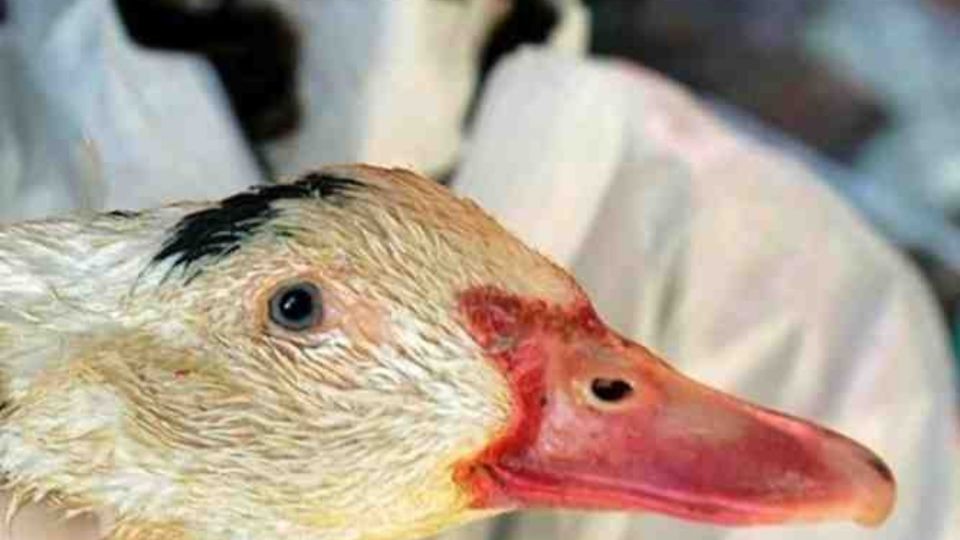 El país se enfrenta a un rápido aumento de brotes de gripe aviar, especialmente en el suroeste. Foto: Especial