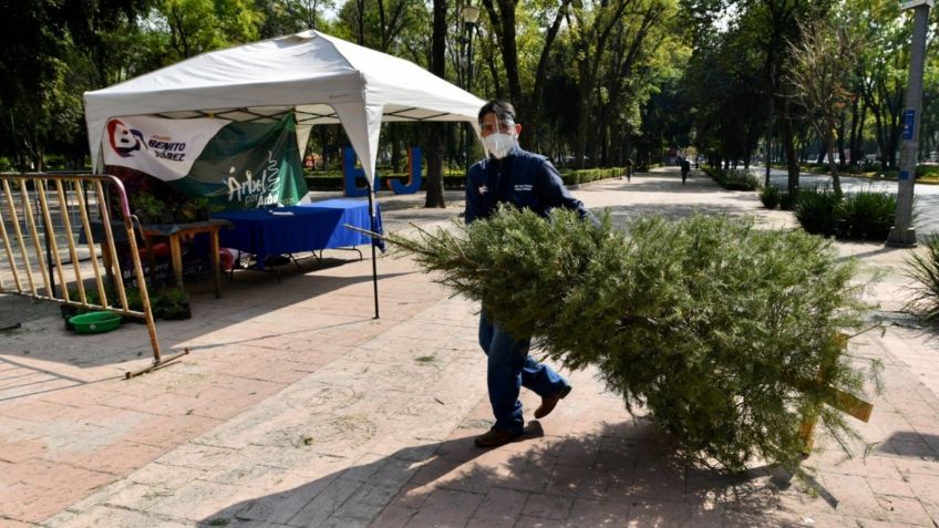 Recolectan pinos para hacerlos composta: FOTOS