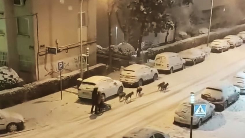 VIDEO VIRAL: Tormenta de nieve en España logra que funcione un Trineo jalado por ¿Perros?